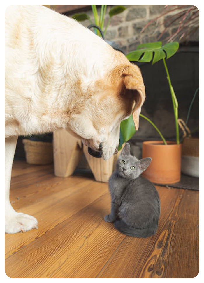 Viver Lim�o - Portal de Produtos e Servi�os